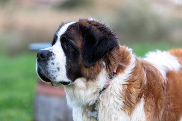 St. Bernard's Dog Portrait