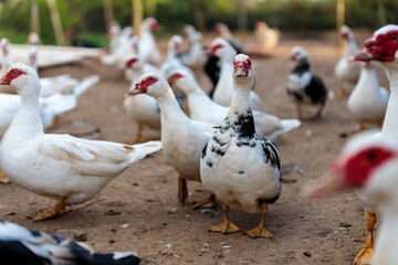Ducks on a free-range farm