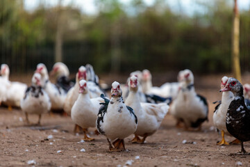 Ducks on a free-range farm