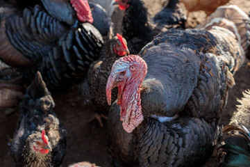 Gorgeous blown turkeys on chicken coop
