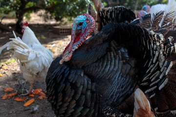 Gorgeous blown turkeys on chicken coop