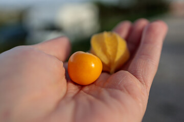 Physalis peruviana commonly known as Cape gooseberry or goldenberry in a hand