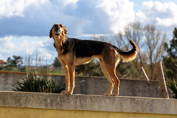 Guardian's Vigil: Barking Dog on a Wall