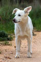 Obraz premium portrait of a white dog