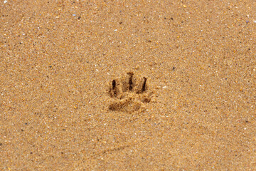Paw print of a dog on the sand beach