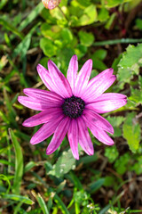 Obraz premium Closeup of Vibrant Pink African Daisy (Osteospermum) Flower