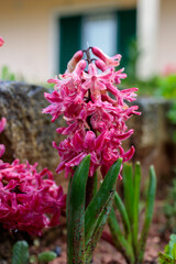 Closeup of Vibrant Pink Garden Hyacinth (Hyacinthus orientalis) Flower