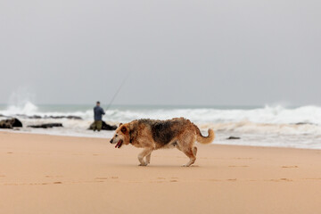 Fototapeta na wymiar dog on the beach