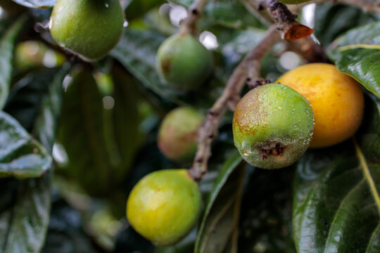 Ripening Loquat (Eriobotrya japonica) Fruits on Tree Branch