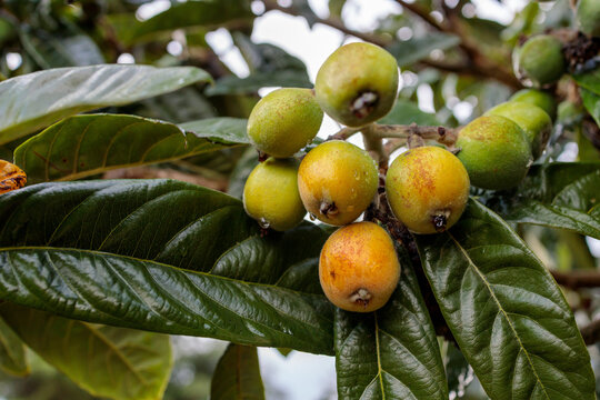 Ripening Loquat (Eriobotrya japonica) Fruits on Tree Branch