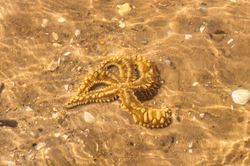 Starfish in shallow seawater in Portugal