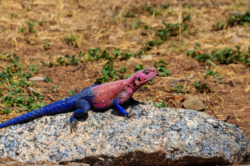 Male mwanza flat-headed rock agama (Agama mwanzae) or the Spider-Man agama on a stone in Serengeti  National Park, Tanzania