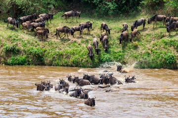 Wildebeest crossing the Mara river in Serengeti national park, Tanzania. Great migration