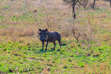Fototapeta na wymiar Common warthog (Phacochoerus africanus) in savanna in Serengeti national park, Tanzania