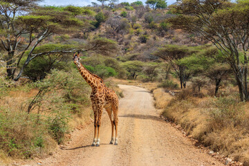 Giraffe standing on a road in Serengeti national park in Tanzania. Wild nature of Tanzania, East Africa