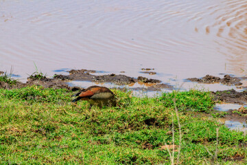Egyptian goose (Alopochen aegyptiaca) in Ngorongoro Crater National Park in Tanzania. Wildlife of Africa