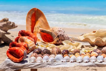 Rideaux tamisants Plage de Nungwi, Tanzanie Différents coquillages en vente sur un étal sur la plage de Nungwi, Zanzibar, Tanzanie