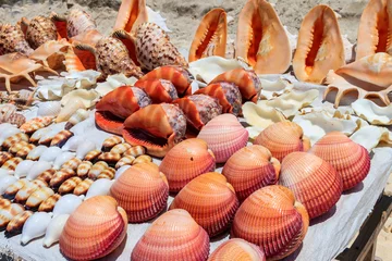 Photo sur Plexiglas Plage de Nungwi, Tanzanie Différents coquillages en vente sur un étal sur la plage de Nungwi, Zanzibar, Tanzanie
