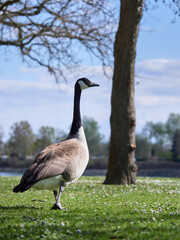 country goose on the grass