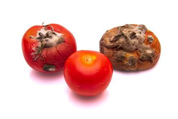 Fresh, rotten and moldy tomatoes on a white isolated background