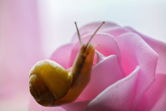 Escargot sur une rose rose