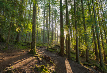 Old growth forest in Vancouver Island, canada - 498382865