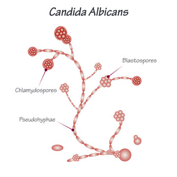 Diagram of Candida Albicans Yeast