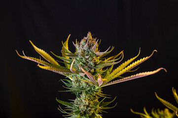 Detail of cannabis flowers ready to harvest