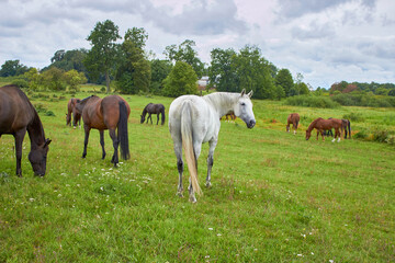 Graceful horses grazing on a green meadow. Rear view.