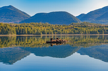 Stellar sea lions basking in the sun in Ucluelet, Vancouver Island
