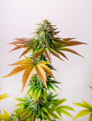 Cannabis flowers ready to harvest islated on white