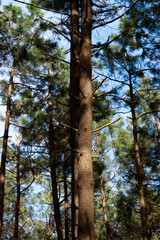 Bottom view of trees in the clear sky in the forest. pine tree and branches