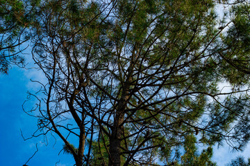 Bottom view of trees in the clear sky in the forest. pine tree and branches
