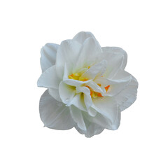 Naklejka na ściany i meble Narcissus Replete, Double Daffodil isolated on white background