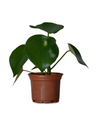 Potted Peperomia plant isolated on white background