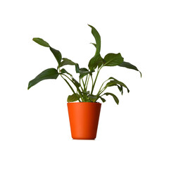 Peace lily in flowerpot isolated on white background