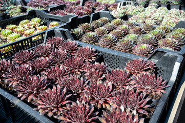 Variety of sempervivum succulent plants for garden landscape design