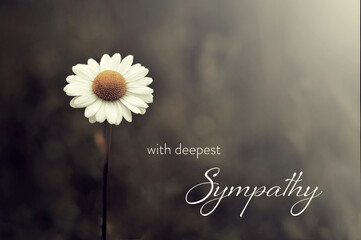 Sympathy card with daisy flower on dark background