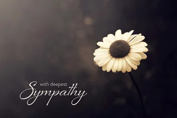 Schilderijen op glas Sympathy card with daisy flower on dark background © izzzy71