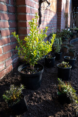 Garden reconstruction works in progress, new plants ready for planting in spring