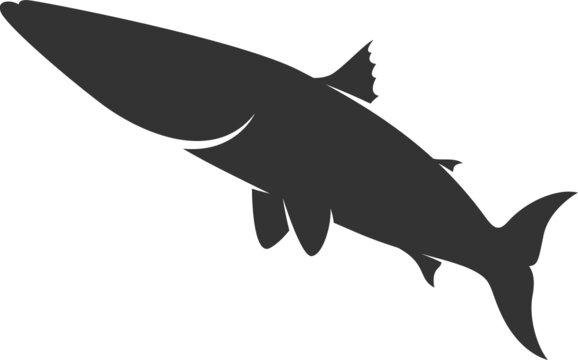 recommend clip art: Barracuda Silhouette. Isolated Vector Animal Template for Logo Company, Icon, Symbol etc 
