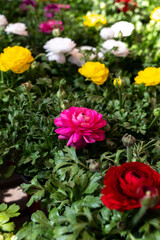 Colorful spring ranunculus flowers in pots for sale in garden shop