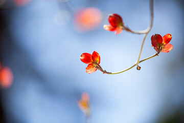 Fototapeta na wymiar Red Dogwood Blossoming in Spring