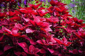 Flowers in the Aiete Palace, San Sebastian, Donostia, Guipuzcoa, Spain