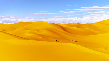 Four dromedary camels in the middle of Sahara desert in Taghit, Bechar. Golden sand dunes with cloudy blue sky.