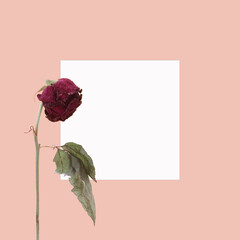 Dry red rose isolated on a pastel retro coral pink background with white paper card. Minimal floral...