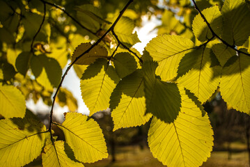 autumn leaves in the sun