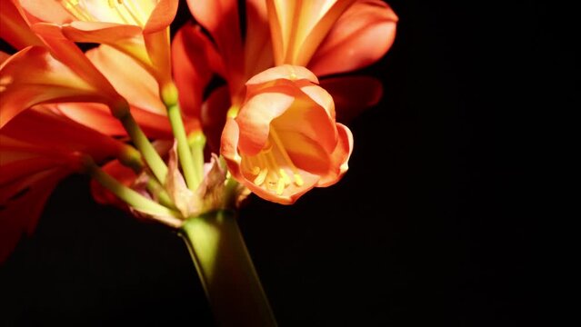 Time lapse footage of the blooming of kaffir lily flowers from bud to full blossom, isolated on black background close up view.
