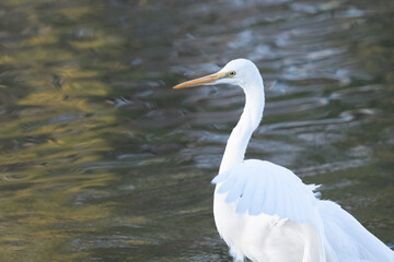 white heron is landing side of the pond.