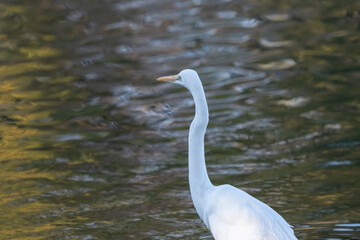 White heron is on the pond.